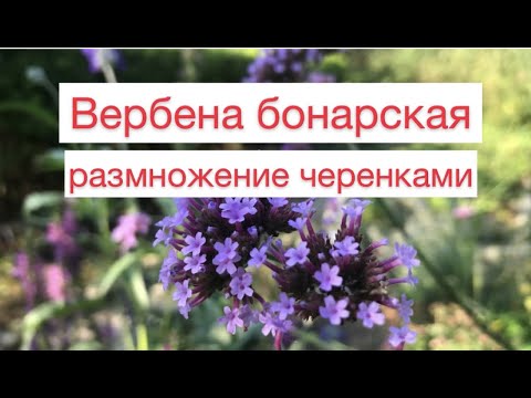 Видео: Вербена бонарская размножение черенками