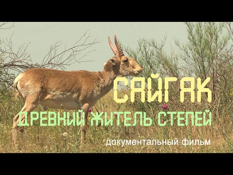 Видео: Калмыкия. Сайгаки. Заповедник "Чёрные земли". Nature of Russia.