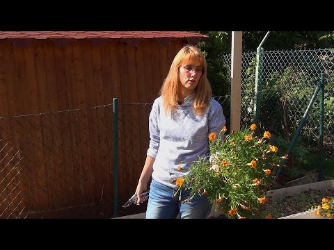 Видео: Подготовка томатной грядки к зиме