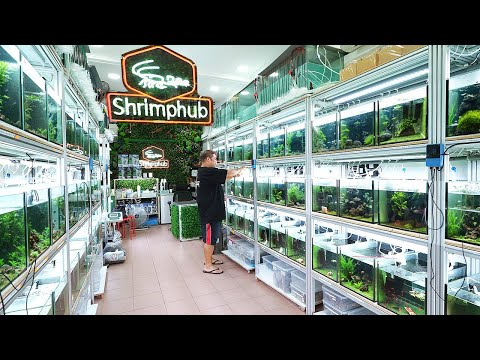 Видео: 183 аквариума с редкими креветками в этом магазине! SHRIMP HUB Singapore (Полный тур)