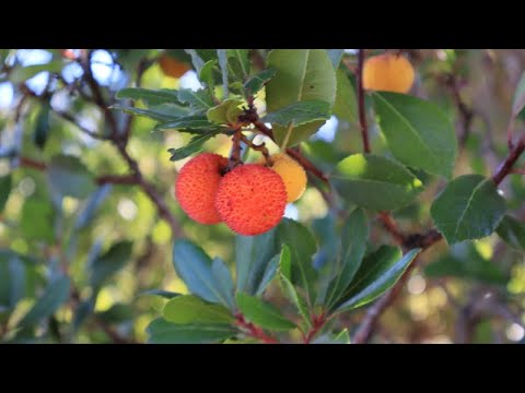 Видео: Осенние ягоды. Земляничное дерево. Боярышник.