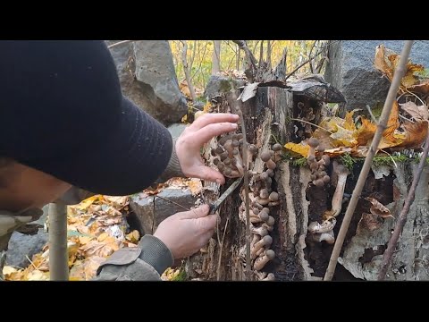 Видео: ОПЯТА...НЕИМОВЕРНЫЙ СБОР ГРИБОВ