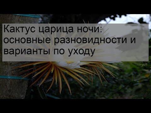 Видео: Кактус царица ночи: основные разновидности и варианты по уходу