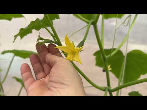 Видео: ФОРМИРОВКА ОГУРЦОВ ДЛЯ БОЛЬШОГО РАННЕГО УРОЖАЯ! ДВА СПОСОБА!