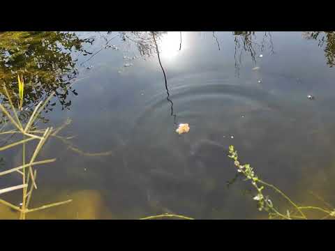 Видео: Утром у пруда, хлеб для карася #пруд #fish #lake #koifish #карась