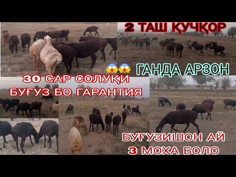 Видео: 😱СРОЧНО 30 САР СОЛУКҲОИ БУҒУЗ БО ГАРАНТИЯШ МАРҲАМАТ БЕҲАД АРЗОН 08.ноябр.25