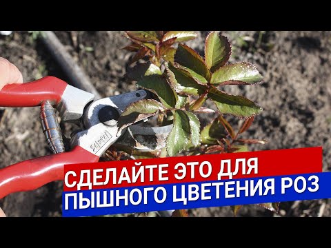 Видео: Сделайте это для пышного цветения роз