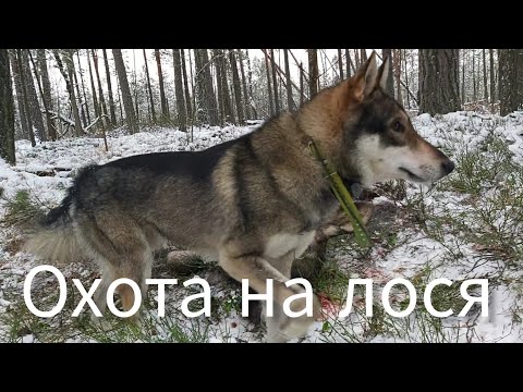 Видео: Охота на лося с лайкой. Охота на болоте.