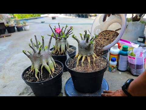 Видео: Как предотвратить корневую гниль при пересадке Замените посадочный материал адениума.