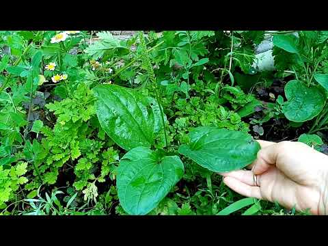 Видео: Лекарство и еда под ногами.Подорожник.Ферментированный чай из листьев подорожника.