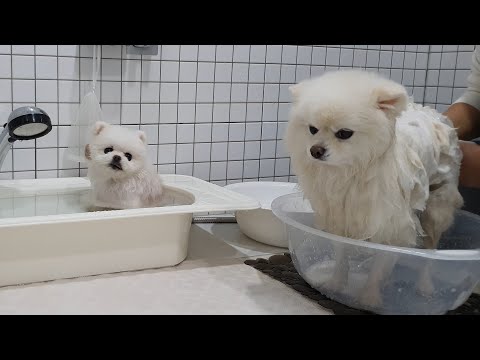 Видео: Разница в весе в 2,5 раза! Насколько будет отличаться время купания?