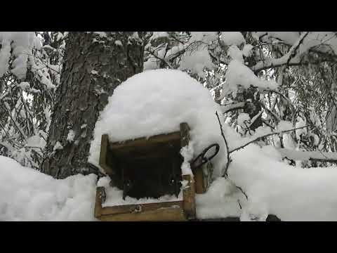 Видео: Охота на куницу капканами. Куница съела всю приманку.