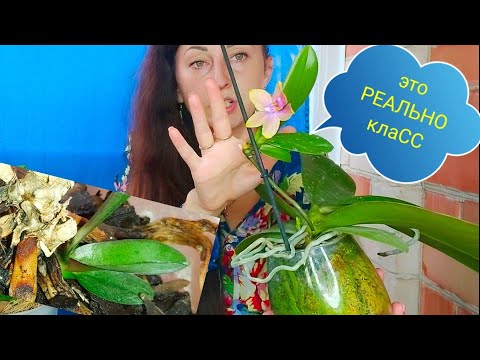Видео: Это Реально РАБОТАЕТ👍После Вырастут ЖИРНЫЕ КОРНИ сухой пенёк ОЖИВЕТ 😱