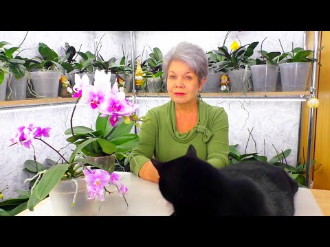 Видео: Как поливать орхидеи холодной зимой? Сохраните корни от гниения, а орхидею от гибели.