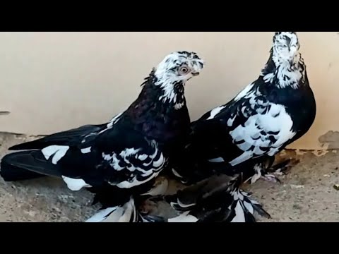 Видео: 5.Яанварь Чорсув Каптар Бозори.