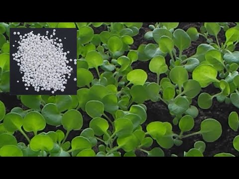 Видео: Кальциевая селитра для цветочной рассады