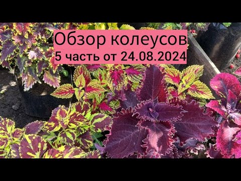 Видео: Обзор колеусов 5 часть от 24.08.2024