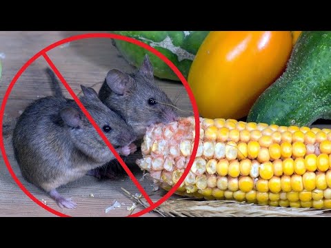 Видео: Ультразвуковые отпугиватели грызунов проверяем, работает или нет