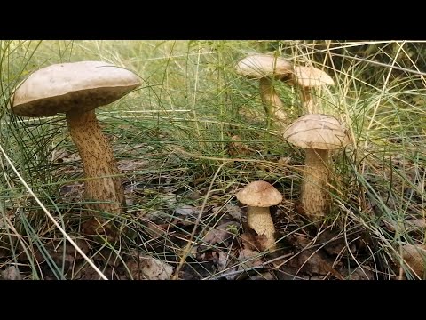 Видео: Это просто нашествие