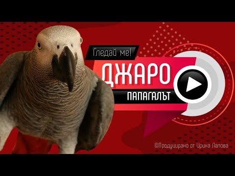 Видео: Папагалът Джаро  - "ще ядеш бой", чао