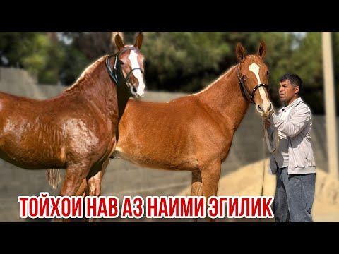 Видео: Тойя чемпионаш бромад Наими Эгилик 7 октября 2025 г.