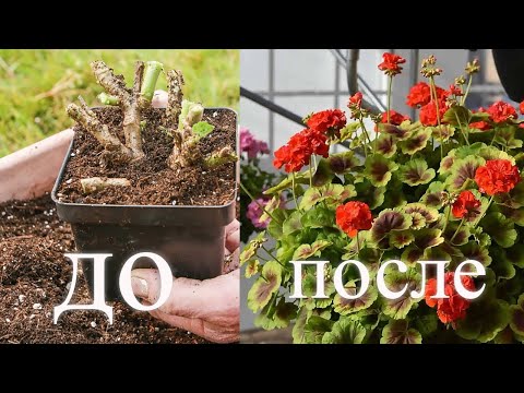 Видео: ГЕРАНЬ из палки превратилась в пышный куст, никто не верил, что это возможно, а у меня получилось