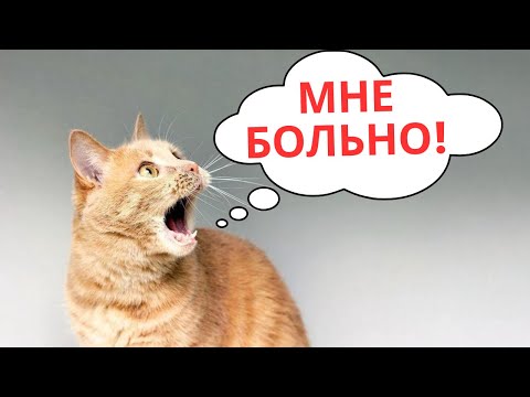 Видео: Как распознать болезнь у кошки? 19 тревожных сигналов здоровья питомца!