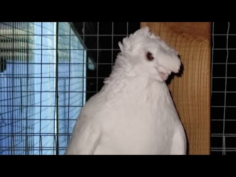 Видео: Птичий рынок 29/01/23 в г. Вайльбург  Германия Bird market 29/01/23 in the city of Weilburg Germany