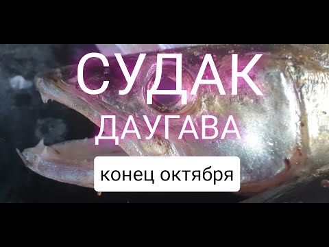 Видео: Судак на Даугаве: Рыбалка в Риге | Pike Perch in Daugava: Fishing in Riga