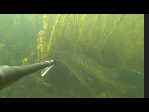 Видео: дневная подводная охота в камышах. маныч. много рыбы, трофейная щука