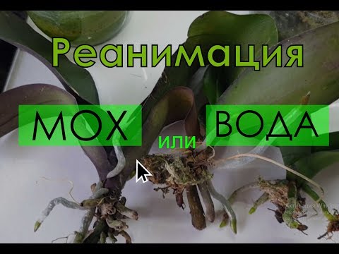 Видео: Реанимация орхидеи на мхе или над водой, что лучше?