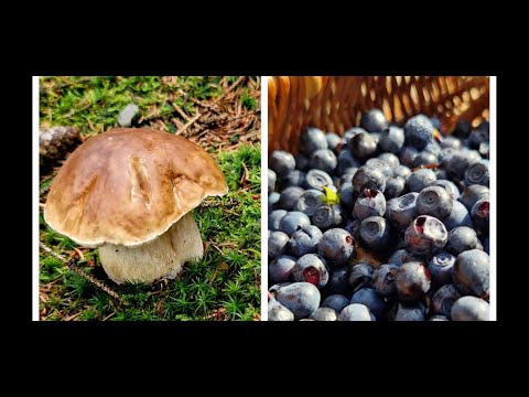 Видео: Грибалка удалась. Дубовики, рыжики, маслята и белые.