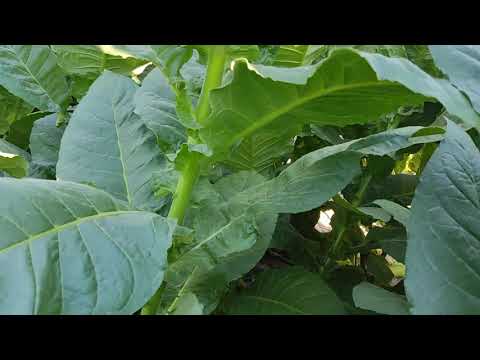 Видео: Cuban criollo 98(от трёх источников)