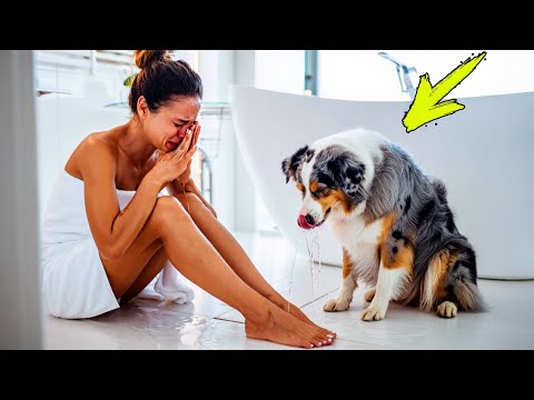 Видео: Жена запирается с собакой в ванной. Муж заплакал, когда узнал что там происходит...