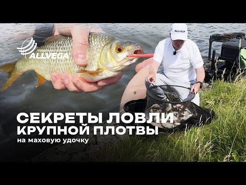 Видео: Ловля упитанной плотвы на маховую снасть