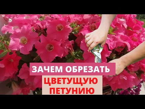 Видео: ЗАЧЕМ ОБРЕЗАТЬ цветущие петунии в середине лета. Обзор сортов петуний​