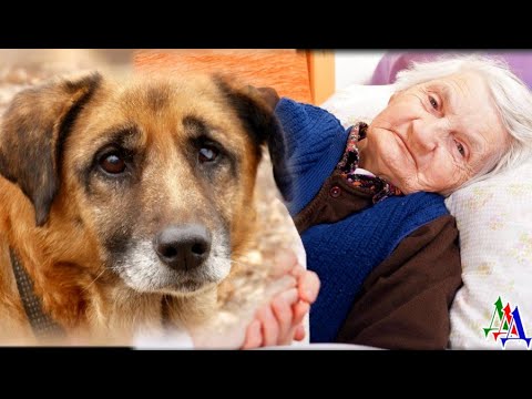 Видео: ДРУЖОК 2 «Хозяйка, не оставляй меня одного. Если ты не можешь больше жить, то забери и меня с собой»