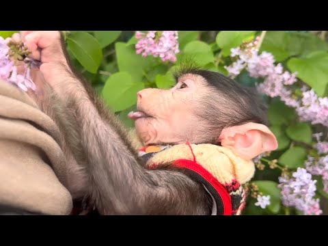 Видео: Анфиса НАЕЛАСЬ СИРЕНИ и мы отправились к черепахам и капибарам)