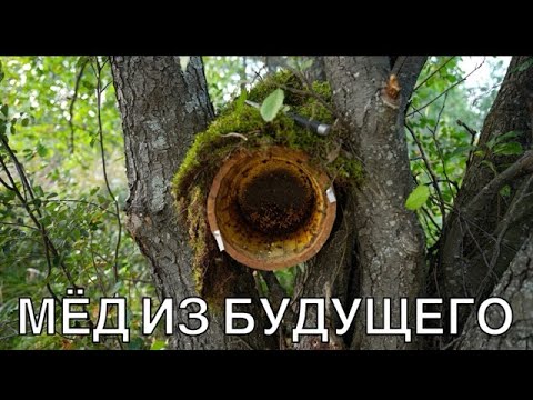 Видео: МЁД ИЗ БУДУШЕГО