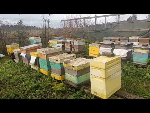 Видео: Запись на пчёл ужу начинаем