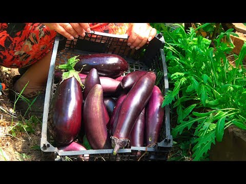 Видео: ПОСЛЕ ЭТОГО БАКЛАЖАНЫ БУДЕТЕ СОБИРАТЬ ЯЩИКАМИ!ДЕЛЮСЬ СЕКРЕТАМИ!УХОД,ПОДКОРМКИ,ФОРМИРОВКА!!!