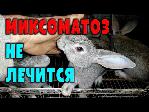 Видео: Миксоматоз неизлечим