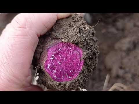 Видео: Батат из семян. Что выросло и есть ли перспективы.