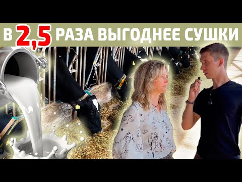 Видео: 13200 кг молока в год с одной коровы | Технологии успеха племзавода «Родина».