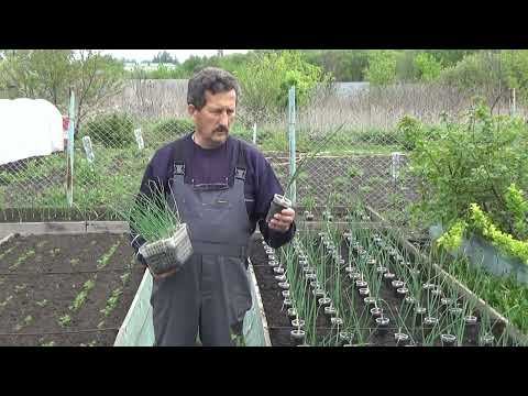 Видео: Выращивание лука  Эксибишен и Кэнди через рассаду.