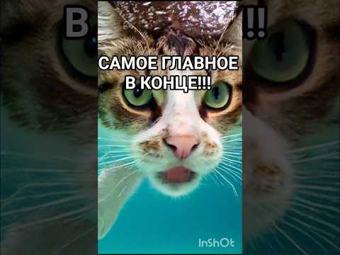 Видео: САМОЕ ГЛАВНОЕ В КОНЦЕ!!!