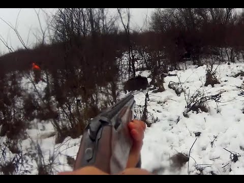 Видео: Удачные охоты на кабана в Болгарии 2021.