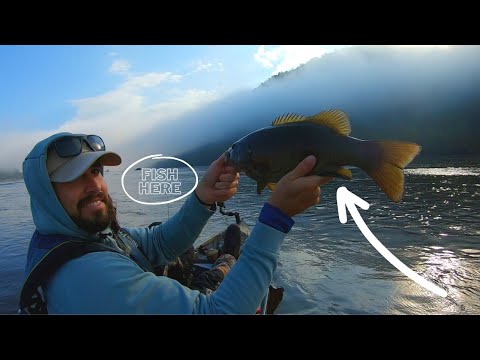 Видео: Вы скучаете по этим рыбам | Осенняя картина: речной малорот на реке Саскуэханна