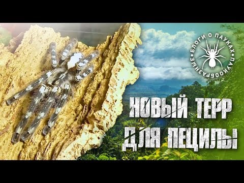 Видео: Паучья возня | Пример паучатника для древесника