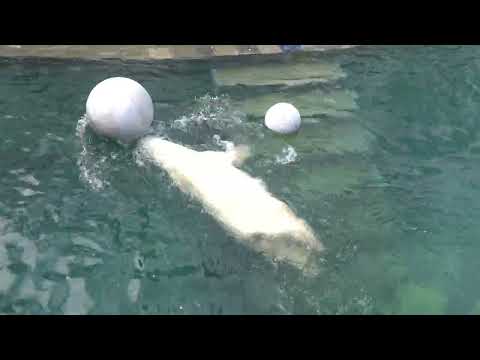 Видео: Медвежата испугались за маму когда она прыгнула в воду. 03.05.2023